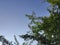 Selective focus branches and green leaves with blue sky background