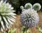 Selective focus on bright purple and white flower of Great globe thistle