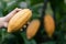 Selective focus bright yellow cocoa in the hand of mature cocoa plantation gardener in Asian village on fresh green leaf