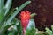 Selective focus Bromeliad Vriesea tropical plant. Close up of red Bromeliad flower or Aechmea.