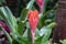 Selective focus Bromeliad Vriesea tropical plant. Close up of red Bromeliad flower or Aechmea.