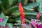 Selective focus Bromeliad Vriesea tropical plant. Close up of red Bromeliad flower or Aechmea.