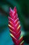 Selective focus Bromeliad Vriesea tropical plant. Close up of red Bromeliad flower or Aechmea.