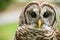 Selective focus of a brown Barred Owl with big dark eyes, looking at the camera