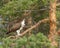 Selective focus of the brown beautiful Osprey bird perching on the pine tree's branch