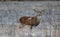 Selective focus of a brown-furred Columbian white-tailed deer standing in a field in winter