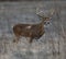 Selective focus of a brown-furred Columbian white-tailed deer standing in a field in winter