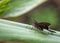 Selective focus of a brown longtail on a green leaf with blurred background