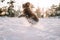 Selective focus. A brown Spanish water dog having fun in the snowy park. The dog is jumping on the snow while trying to eat it.