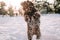 Selective focus. A brown Spanish water dog having fun in the snowy park. The dog is jumping on the snow while trying to eat it.