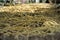 Selective focus on bulk of straw covered on the nursery plantation with bright blurred background