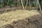 Selective focus on bulk of straw covered on the nursery plantation with bright blurred background