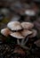 Selective focus of a bunch of mushrooms growing in a forest