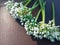 Selective Focus - Bunch of Onion Flowers on Textured Surface