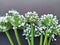 Selective Focus - Bunch of Onion Flowers on Textured Surface