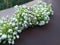 Selective Focus - Bunch of Onion Flowers on Textured Surface