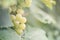 Selective focus on bunches of ripe white wine grapes on vine. Close-up image of fresh grapes hanging on vine ready to harvest.