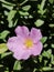 Selective Focus of Calandrinia Grandiflora aka Moss Rose