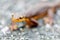 Selective focus of California Newt approaching