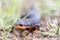 Selective focus of California Newt, Juvenile.