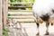 selective focus of calves looking at cow while lying near wooden fence.