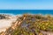 Selective focus on carpobrotus cactus on cliff trail with Atlantic Ocean in the background, Porto Covo - Sines PORTUGAL