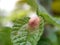 Selective Focus 
of Caterpillar Cocoons on Green Leaves, Blurred Background