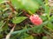 Selective Focus of Channeled Applesnail or Golden Apple Snail Eggs