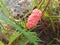 Selective Focus of Channeled Applesnail or Golden Apple Snail Eggs