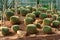 Selective focus close-up cactus thorn cactus texture
