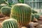 Selective focus close-up cactus thorn cactus texture