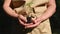 Selective focus. Close-up of farmer's hands in a beige apron holding sprouted tomato seedlings with roots in the