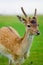 Selective focus. Close-up portrait of a deer with horns in a pen on a background of green grass. Animal care on a deer