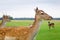 Selective focus. Close-up portrait of a deer with horns in a pen on a background of green grass. Animal care on a deer farm