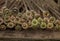 Selective focus. Close up shooting of parts of carpentry screws with cross head. Yellow screws on the table. Industry background