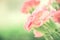 Selective focus of close up sweet pink carnation flowers