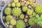 Selective focus close-up top-view shot on Golden barrel cactus cluster. well known species of cactus, endemic to east-central