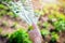 Selective focus. Close up view of a female hand holding a watering hose with water spray, watering garden beds, close-up, water