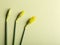 selective focus on the closed buds of three yellow daffodils on a green background.