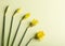 Selective focus on closed and open buds of yellow daffodils.