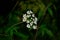 Selective focus closeup of beautiful cow parsley, anthriscus sylvestris perennial plant