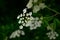 Selective focus closeup of beautiful cow parsley, anthriscus sylvestris perennial plant