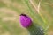 Selective focus closeup of a brown mustache beetle sitting on the flower of the plant