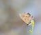 Selective focus closeup of the butterfly on a stem of a flowering plant