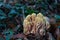 Selective focus closeup of a coral fungus called Ramaria Formosa
