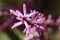 Selective focus closeup of a Cordyline