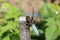 Selective focus closeup of a dragonfly on a slim wooden post