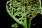 Selective focus and closeup of eaten plant leaves with insect damage and holes. Agriculture pest concept.