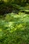 Selective focus closeup of ferns with a moss covered piece of granite in the background