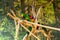 Selective focus closeup of a Finsch\\\'s Parakeet in its natural habitat in Costa Rica
